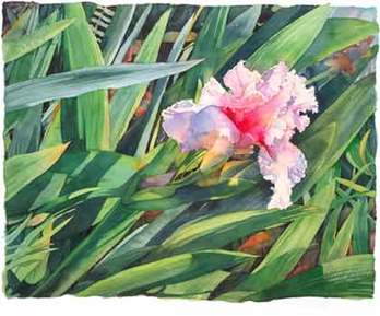 watercolor Iris flower poster